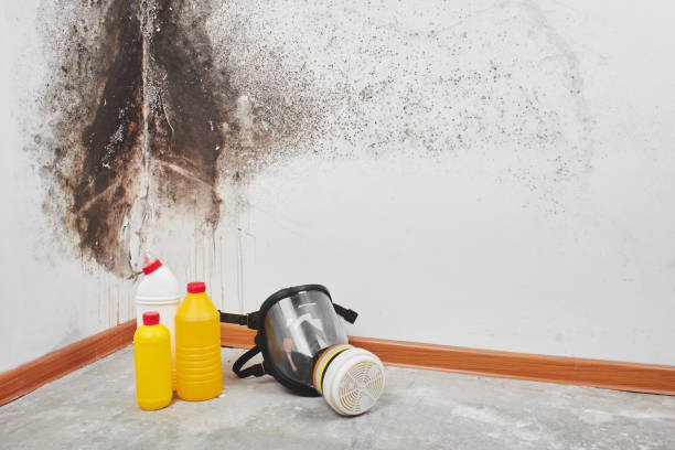 Best Mold Removal Company Near Me  in Treasure Island, FL