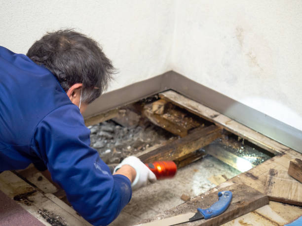 Best Commercial Mold Removal  in Treasure Island, FL