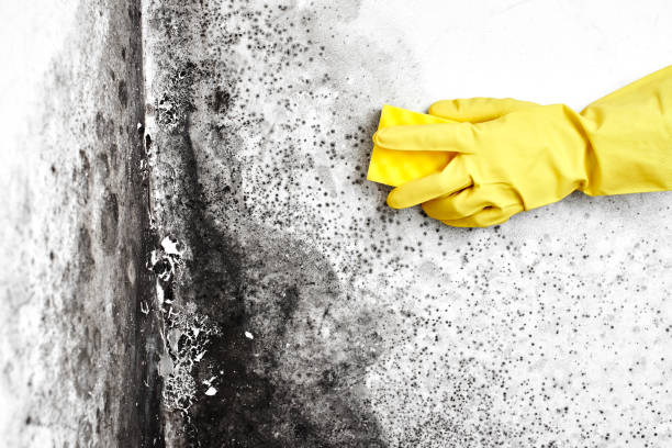 Best Black Mold Removal  in Treasure Island, FL