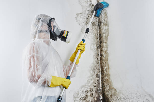 Best Mold Remediation  in Treasure Island, FL