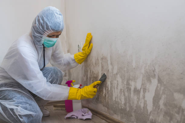 Home Mold Removal in Treasure Island, FL