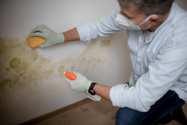 Trusted Treasure Island, FL Mold Removal Experts