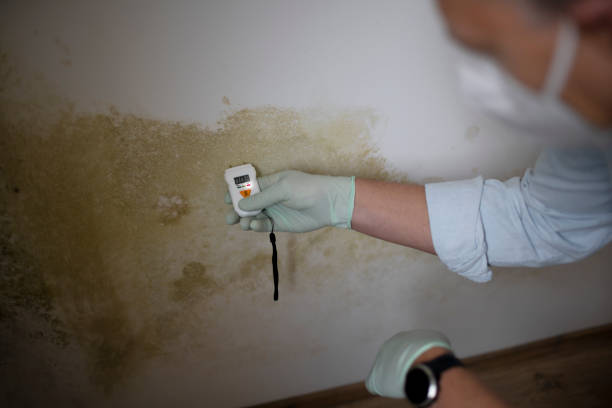 Best Affordable Mold Removal  in Treasure Island, FL