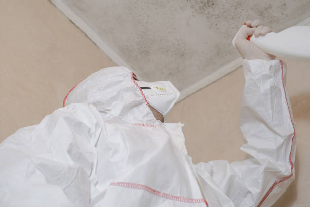 Best Black Mold Removal  in Treasure Island, FL