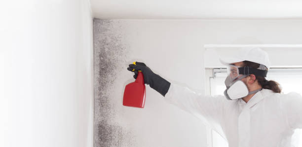 Mold Removal Process in Treasure Island, FL