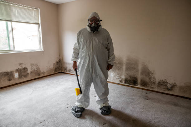 Best Attic Mold Removal  in Treasure Island, FL