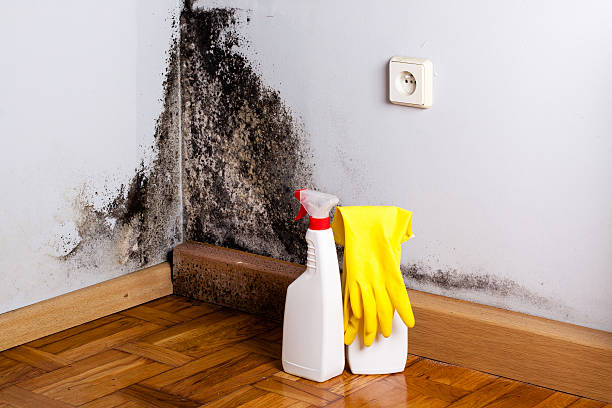 Best Mold Damage Repair  in Treasure Island, FL