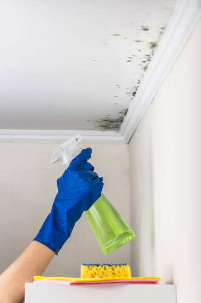 Best Mold Removal Process  in Treasure Island, FL