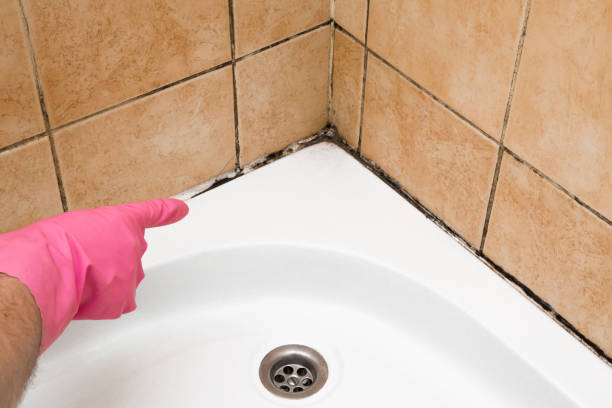 Best Commercial Mold Removal  in Treasure Island, FL